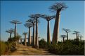 L'Allée des baobabs en fin de journée. (1)