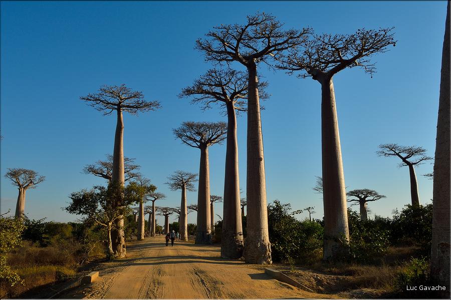 L'Allée des baobabs en fin de journée. (2)