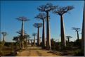 L'Allée des baobabs en fin de journée. (2)