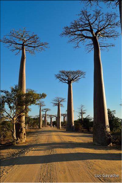 L'Allée des baobabs en fin de journée. (3)