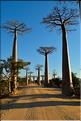 L'Allée des baobabs en fin de journée. (3)