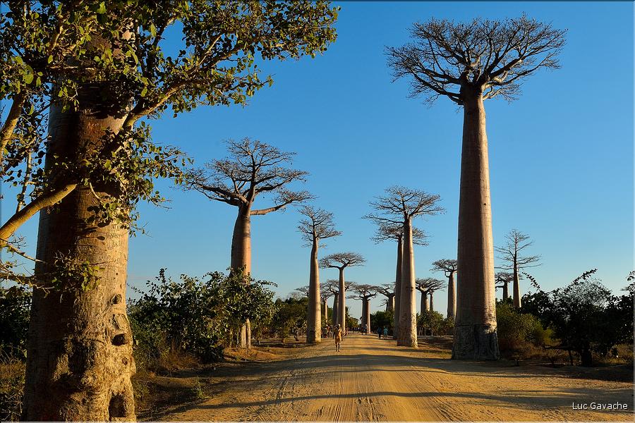 L'Allée des baobabs en fin de journée. (4)