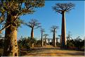 L'Allée des baobabs en fin de journée. (4)