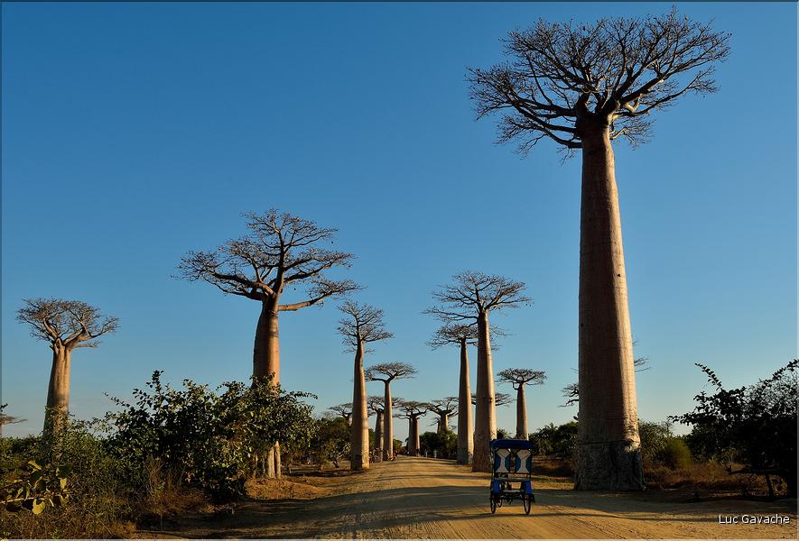 L'Allée des baobabs en fin de journée. (5)