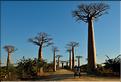 L'Allée des baobabs en fin de journée. (5)