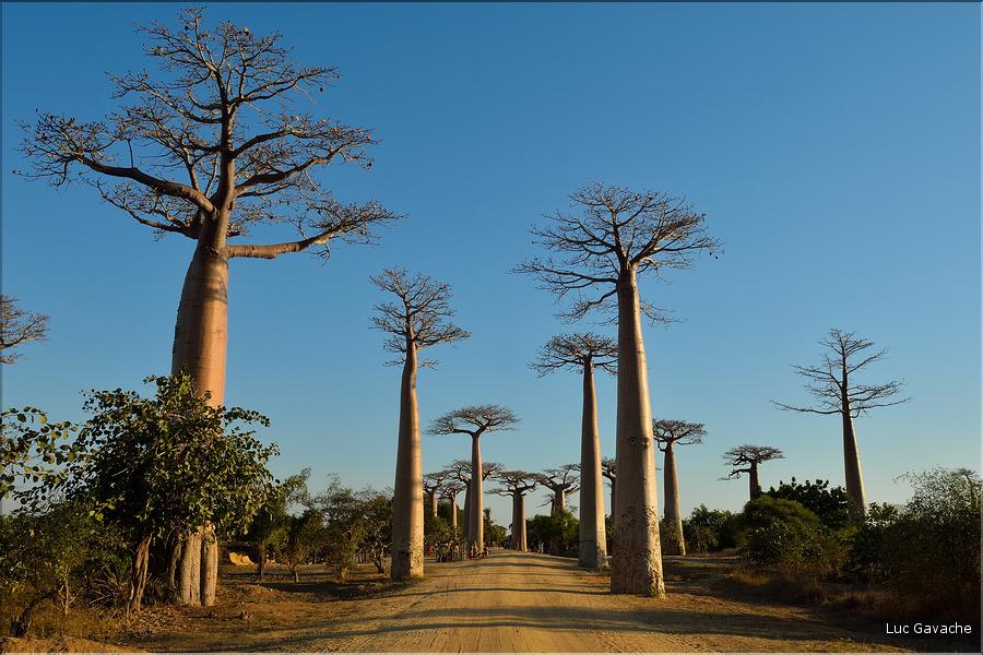 L'Allée des baobabs en fin de journée. (6)