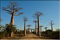 L'Allée des baobabs en fin de journée. (6)