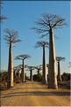 L'Allée des baobabs en fin de journée. (7)