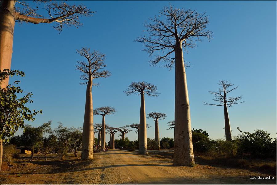 L'Allée des baobabs en fin de journée. (8)