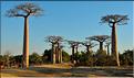 L'Allée des baobabs en fin de journée. (9)