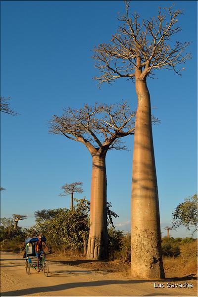 L'Allée des baobabs en fin de journée. (10)