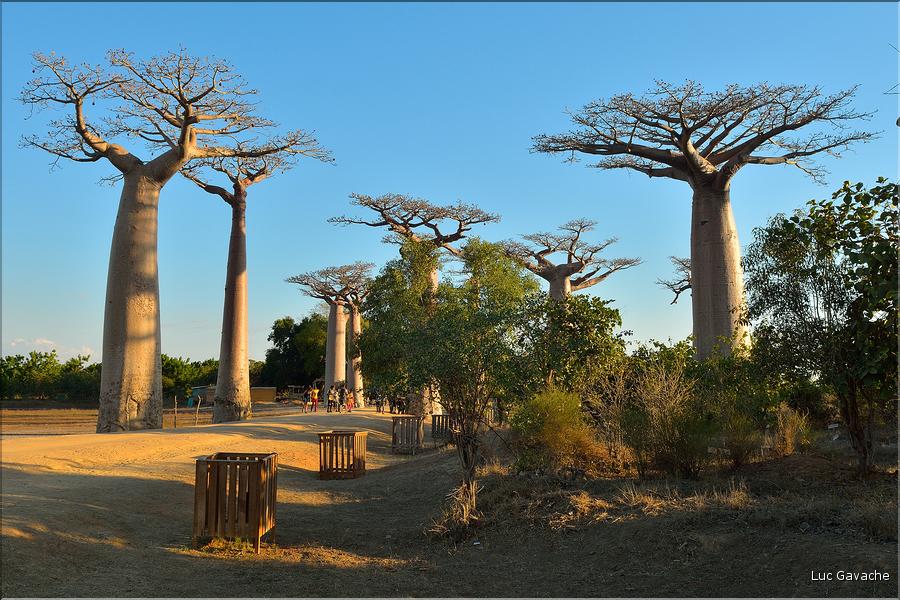 L'Allée des baobabs en fin de journée. (11)