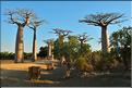 L'Allée des baobabs en fin de journée. (11)