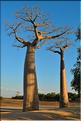 L'Allée des baobabs en fin de journée. (12)