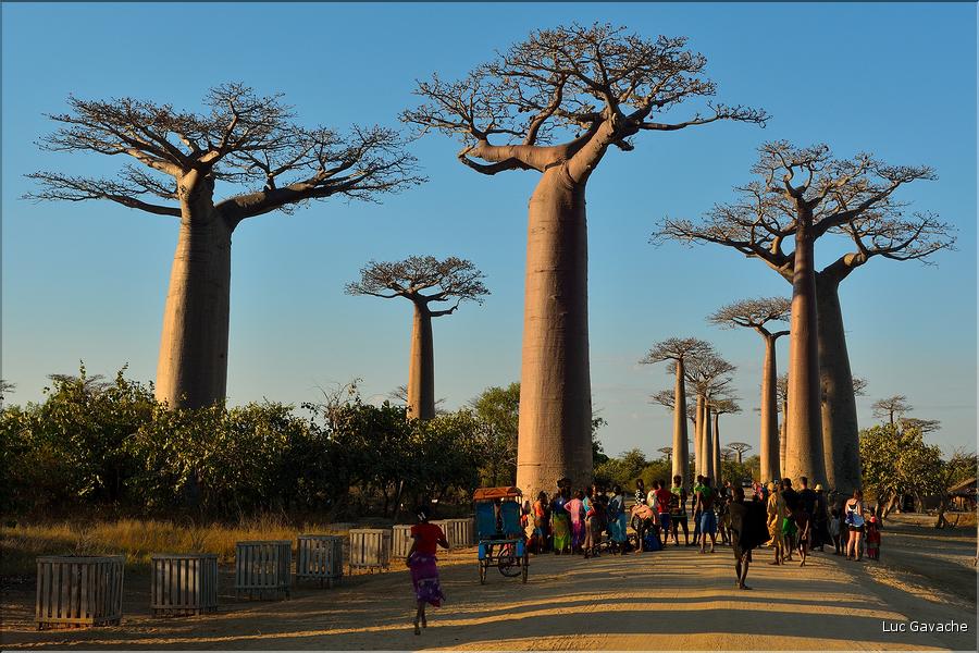 L'Allée des baobabs en fin de journée. (13)
