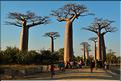 L'Allée des baobabs en fin de journée. (13)
