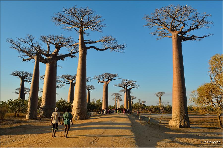 L'Allée des baobabs en fin de journée. (14)