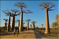 L'Allée des baobabs en fin de journée. (14)