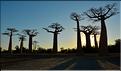 L'Allée des baobabs en fin de journée. (15)
