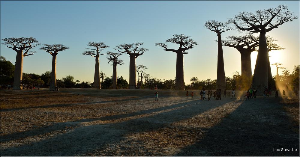 L'Allée des baobabs en fin de journée. (16)