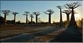 L'Allée des baobabs en fin de journée. (16)