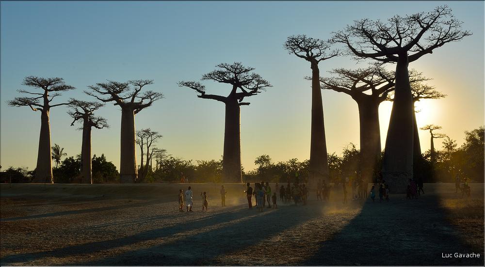 L'Allée des baobabs en fin de journée. (17)