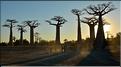 L'Allée des baobabs en fin de journée. (17)