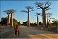 L'Allée des baobabs en fin de journée. (19)