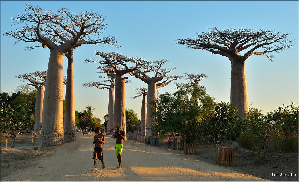 L'Allée des baobabs en fin de journée. (20)