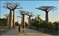 L'Allée des baobabs en fin de journée. (20)