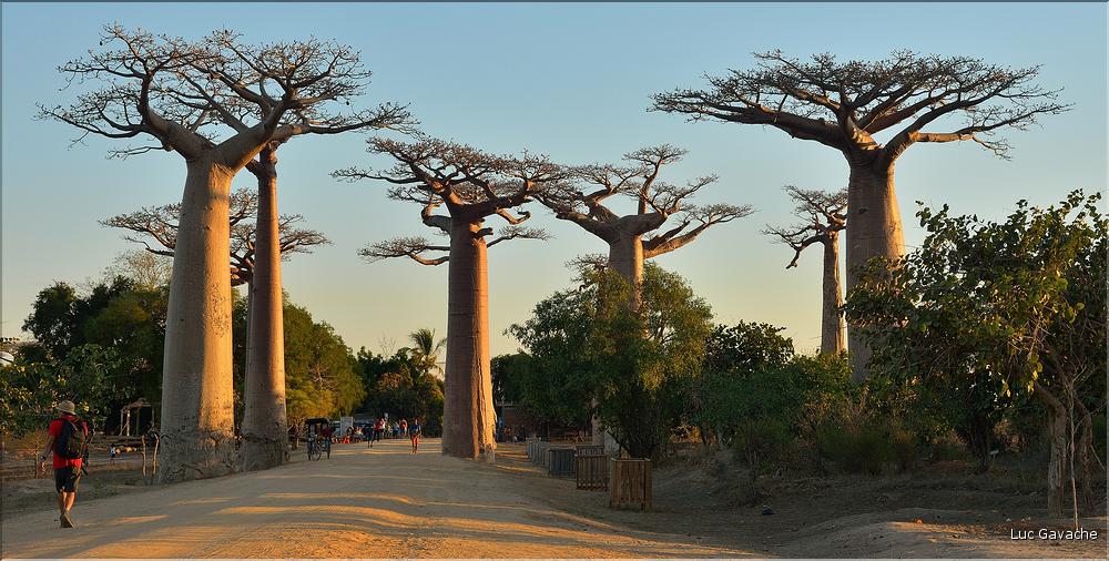 L'Allée des baobabs en fin de journée. (21)