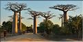 L'Allée des baobabs en fin de journée. (21)