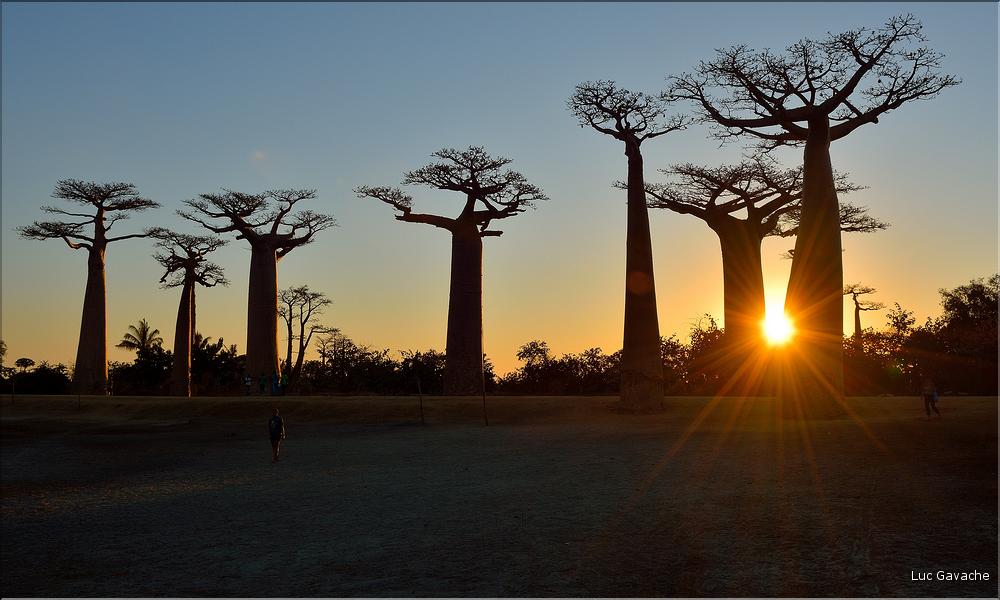 L'Allée des baobabs en fin de journée. (22)