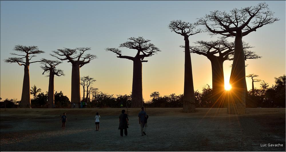 L'Allée des baobabs en fin de journée. (23)