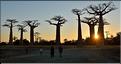 L'Allée des baobabs en fin de journée. (23)