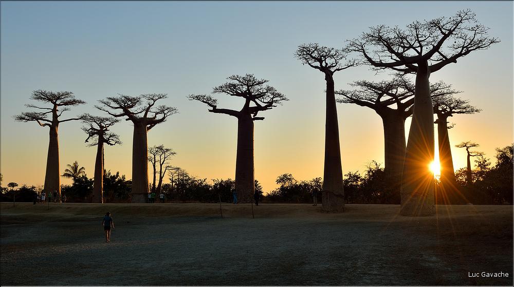 L'Allée des baobabs en fin de journée. (24)