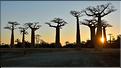 L'Allée des baobabs en fin de journée. (24)
