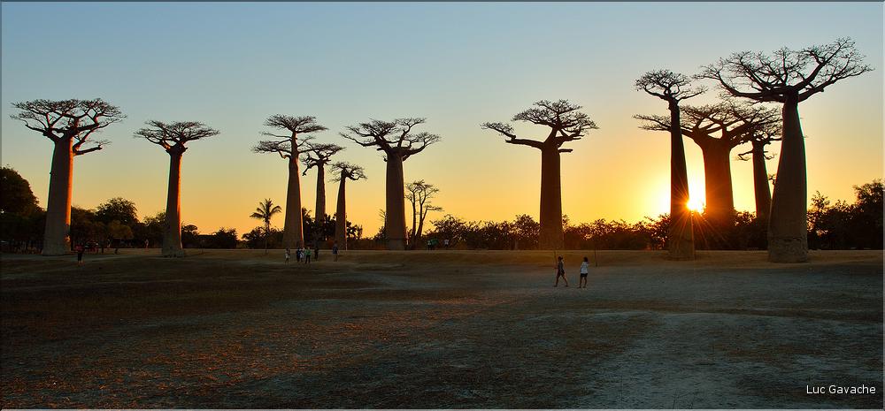 L'Allée des baobabs en fin de journée. (25)