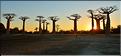 L'Allée des baobabs en fin de journée. (25)