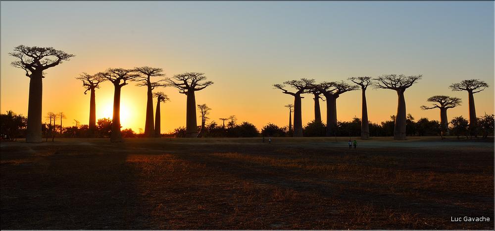 L'Allée des baobabs en fin de journée. (27)