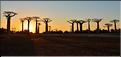 L'Allée des baobabs en fin de journée. (27)