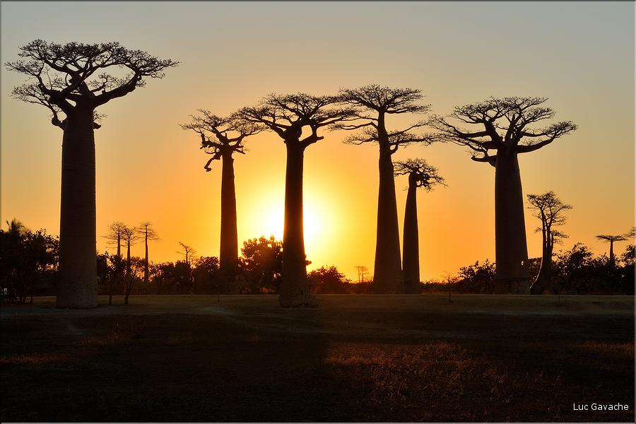 L'Allée des baobabs en fin de journée. (28)