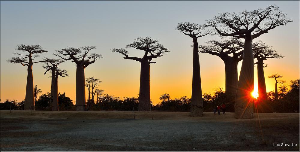 L'Allée des baobabs en fin de journée. (29)