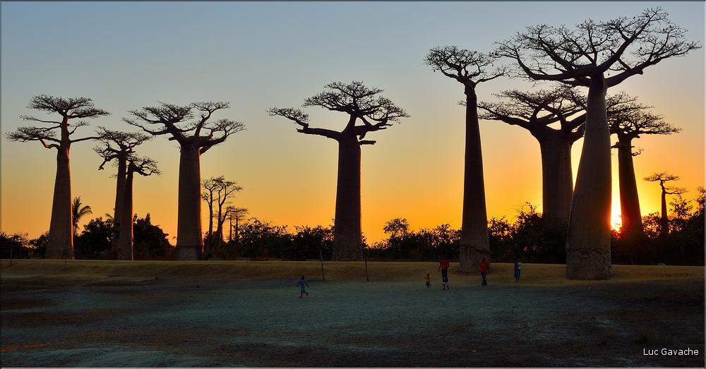 L'Allée des baobabs en fin de journée. (30)