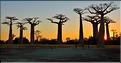 L'Allée des baobabs en fin de journée. (30)