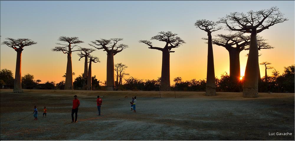 L'Allée des baobabs en fin de journée. (31)