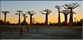 L'Allée des baobabs en fin de journée. (31)