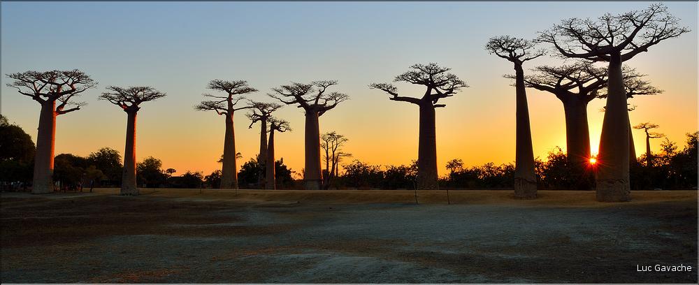 L'Allée des baobabs en fin de journée. (32)