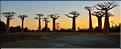 L'Allée des baobabs en fin de journée. (32)