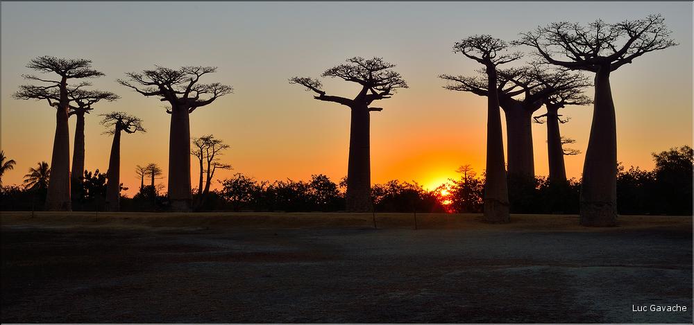 L'Allée des baobabs en fin de journée. (33)